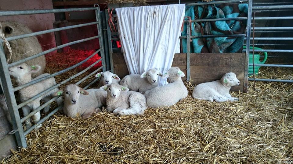 Lammetjes op de boerderij