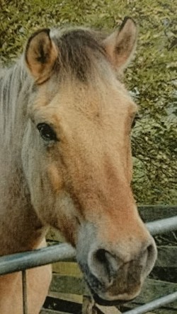 foto Casper het paard van Nelleke