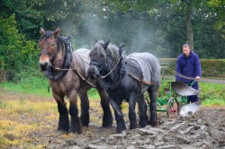 paarden
