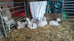 lammetjes