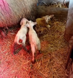 drieling lammetjes