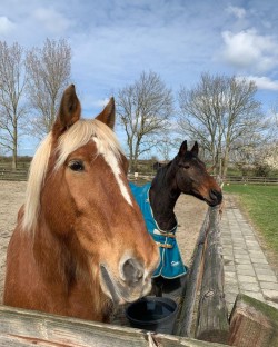 paarden simba en jack_n